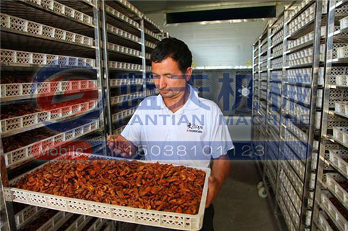 新疆杏干烘干機用戶現(xiàn)場